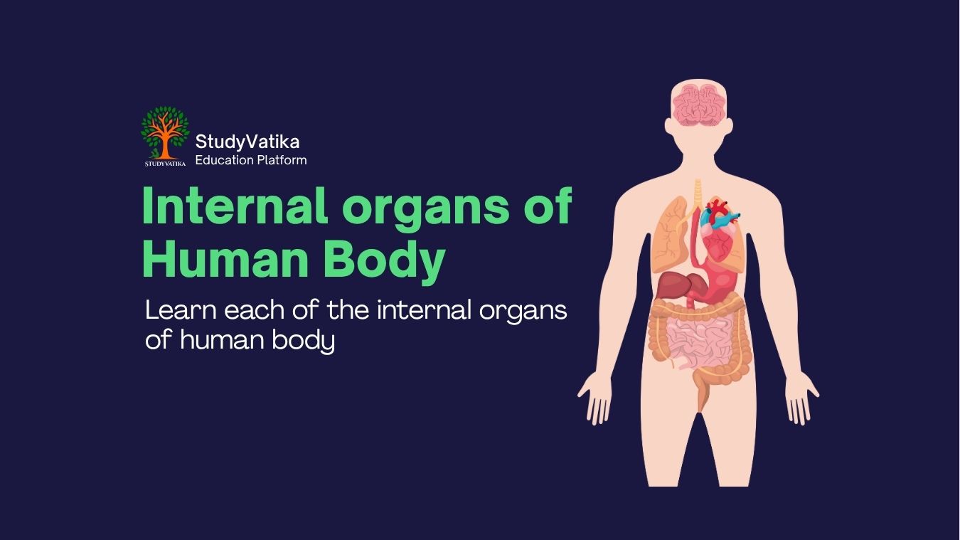 Internal organs of Human Body